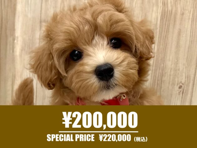 広島県のハーフ犬・ミックス犬 (アミーゴ東深津店/2026年2月24日生まれ/女の子/アプリコット)の子犬の1枚目の画像