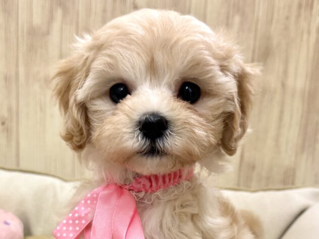 広島県のハーフ犬・ミックス犬 (アミーゴ東深津店/2026年4月6日生まれ/女の子/クリーム)の子犬