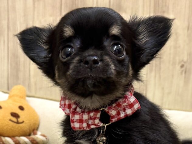 広島県のチワワ(ロング) (アミーゴ東深津店/2026年4月3日生まれ/女の子/ブラックタン)の子犬