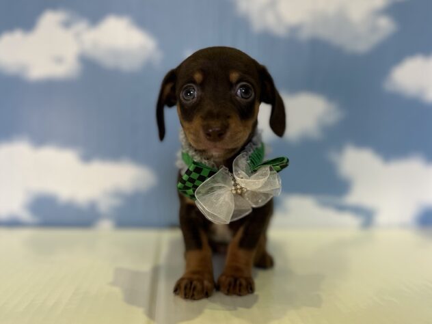 山形県のハーフ犬・ミックス犬 (アミーゴ山形北店/2026年4月12日生まれ/男の子/チョコレートタン)の子犬