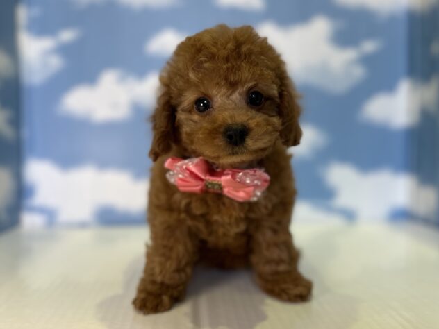 山形県のトイプードル(トイ) (アミーゴ山形北店/2026年4月14日生まれ/女の子/レッド)の子犬