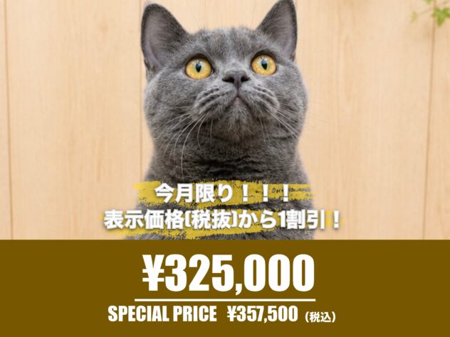 広島県のブリティッシュショートヘアー (アミーゴ東深津店/2025年11月14日生まれ/女の子/ブルー)の子猫の1枚目の画像