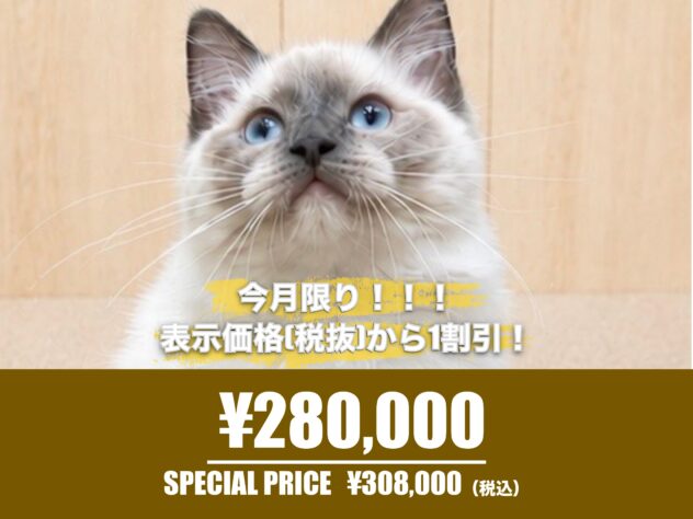 広島県のラグドール (アミーゴ東深津店/2026年2月15日生まれ/男の子/ブルーポイントミテッド)の子猫の1枚目の画像