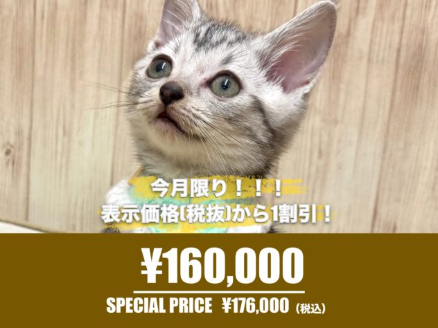 広島県のアメリカンショートヘアー (アミーゴ東深津店/2026年2月17日生まれ/男の子/シルバータビー)の子猫の1枚目の画像