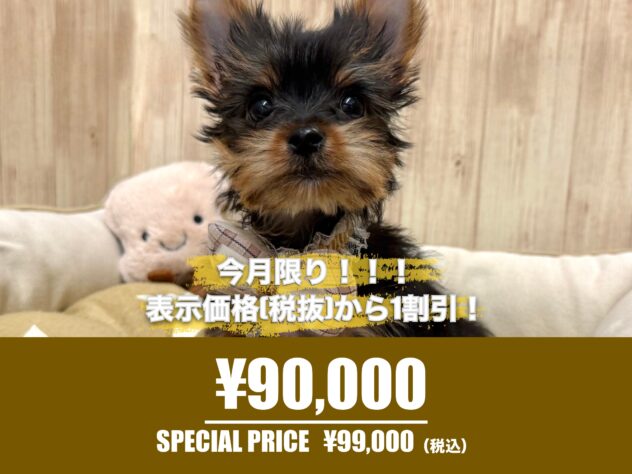 広島県のヨークシャーテリア (アミーゴ東深津店/2025年11月29日生まれ/男の子/スチールブルータン)の子犬の1枚目の画像