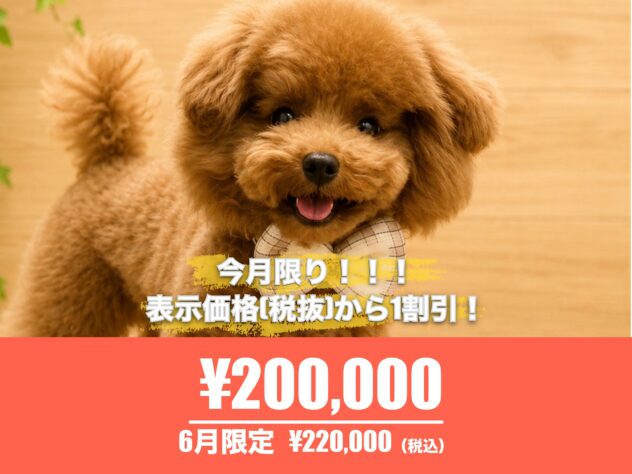 広島県のトイプードル(トイ) (アミーゴ東深津店/2025年12月18日生まれ/男の子/レッドフォーン)の子犬の1枚目の画像