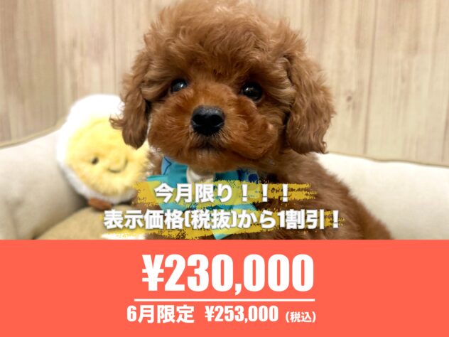 広島県のトイプードル(トイ) (アミーゴ東深津店/2026年3月30日生まれ/男の子/レッドフォーン)の子犬の1枚目の画像