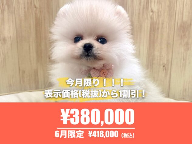 広島県のポメラニアン (アミーゴ東深津店/2026年3月31日生まれ/女の子/ホワイト)の子犬の1枚目の画像