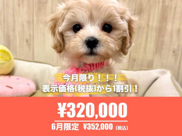 広島県のハーフ犬・ミックス犬 (アミーゴ東深津店/2026年4月6日生まれ/女の子/クリーム)の子犬の1枚目の画像