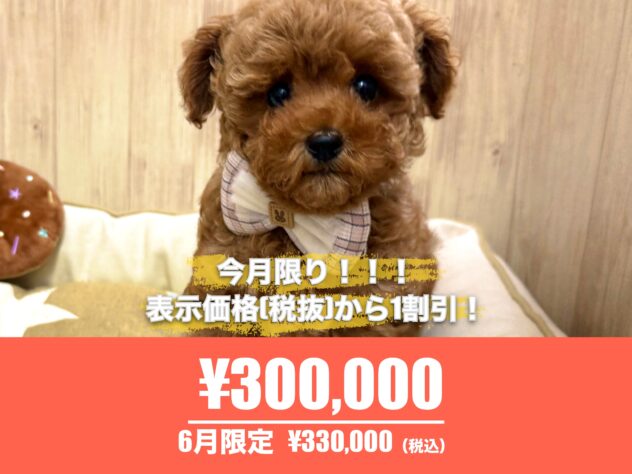 広島県のトイプードル(トイ) (アミーゴ東深津店/2026年3月30日生まれ/女の子/レッドフォーン)の子犬の1枚目の画像