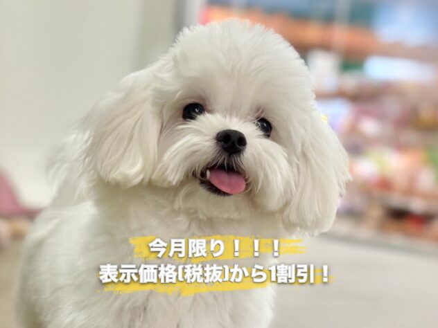 広島県のマルチーズ (アミーゴ東深津店/2025年3月30日生まれ/女の子/ホワイト)の子犬の1枚目の画像