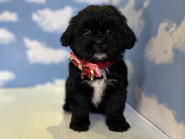 山形県のハーフ犬・ミックス犬 (アミーゴ山形北店/2026年4月18日生まれ/女の子/ブラック)の子犬の1枚目の画像