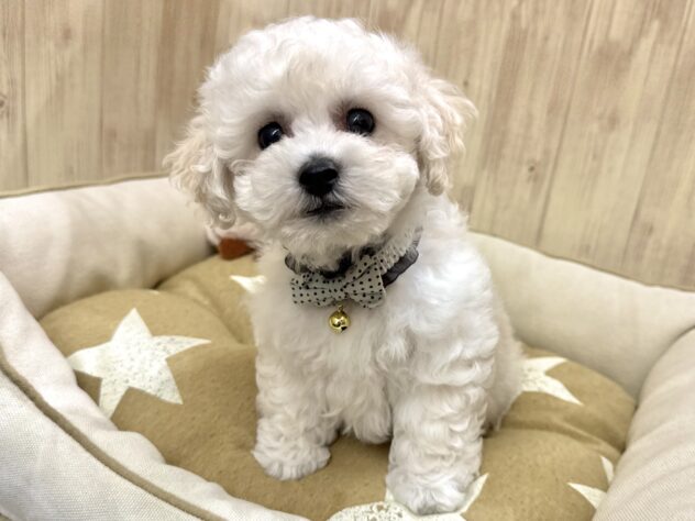 広島県のハーフ犬・ミックス犬 (アミーゴ東深津店/2026年4月21日生まれ/男の子/ホワイト)の子犬の4枚目の画像