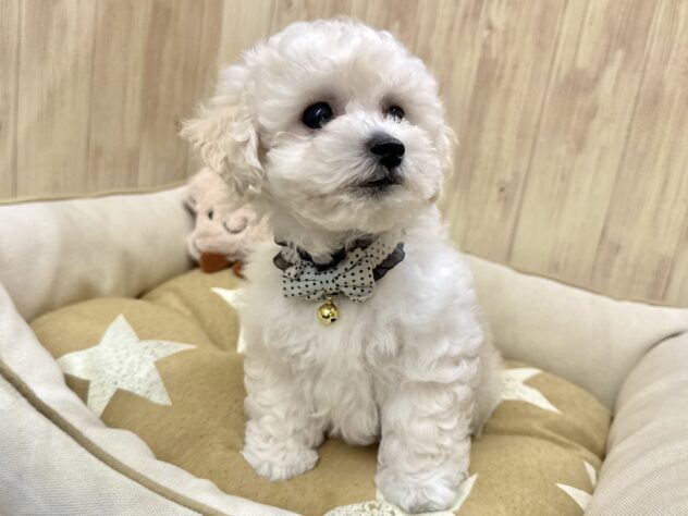 広島県のハーフ犬・ミックス犬 (アミーゴ東深津店/2026年4月21日生まれ/男の子/ホワイト)の子犬の3枚目の画像