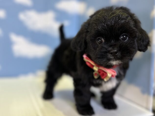 山形県のハーフ犬・ミックス犬 (アミーゴ山形北店/2026年4月18日生まれ/女の子/ブラック)の子犬の2枚目の画像