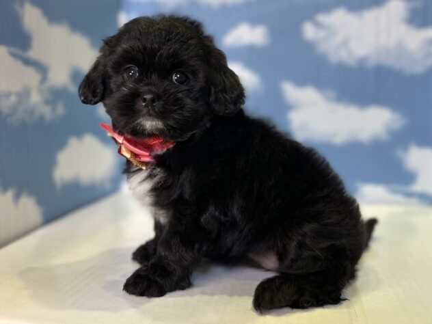 山形県のハーフ犬・ミックス犬 (アミーゴ山形北店/2026年4月18日生まれ/女の子/ブラック)の子犬の3枚目の画像
