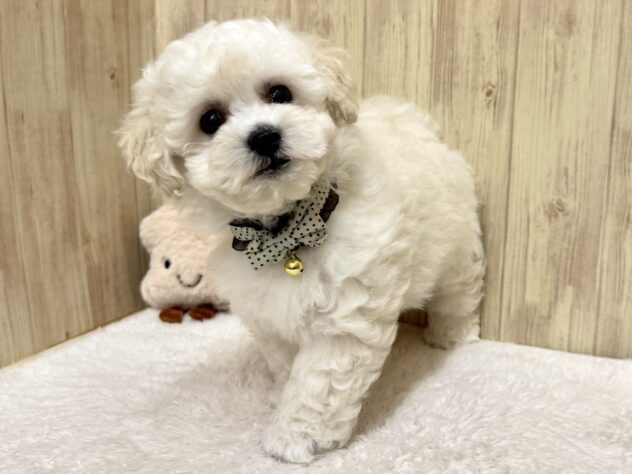 広島県のハーフ犬・ミックス犬 (アミーゴ東深津店/2026年4月21日生まれ/男の子/ホワイト)の子犬の2枚目の画像