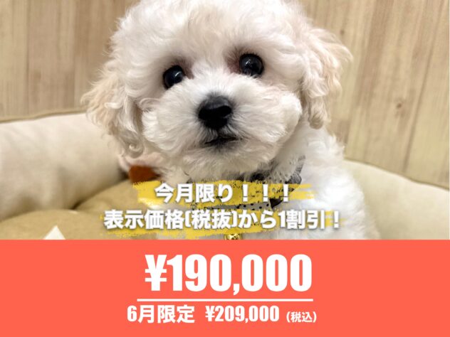 広島県のハーフ犬・ミックス犬 (アミーゴ東深津店/2026年4月21日生まれ/男の子/ホワイト)の子犬の1枚目の画像