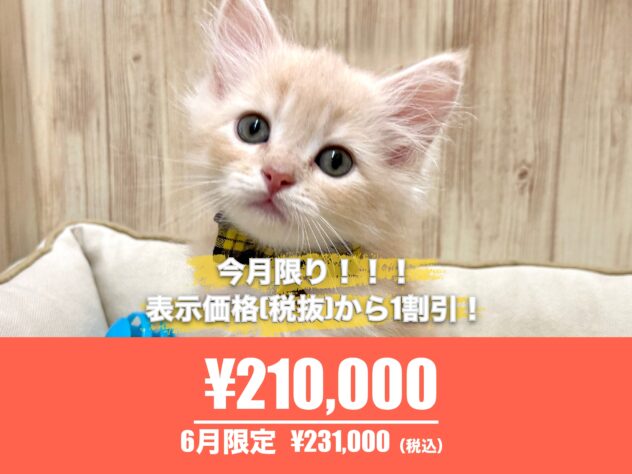 広島県のサイベリアン (アミーゴ東深津店/2026年4月21日生まれ/男の子/クリームマッカレルタビー)の子猫の1枚目の画像