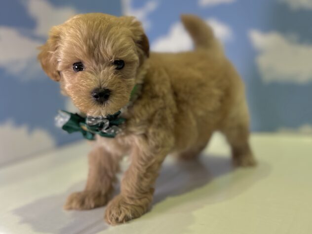 山形県のハーフ犬・ミックス犬 (アミーゴ山形北店/2026年4月12日生まれ/男の子/クリーム)の子犬の3枚目の画像
