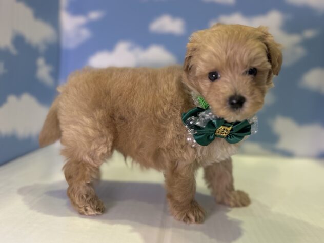 山形県のハーフ犬・ミックス犬 (アミーゴ山形北店/2026年4月12日生まれ/男の子/クリーム)の子犬の2枚目の画像
