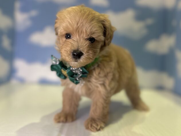 山形県のハーフ犬・ミックス犬 (アミーゴ山形北店/2026年4月12日生まれ/男の子/クリーム)の子犬の1枚目の画像