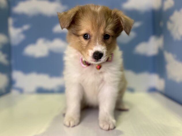 山形県のハーフ犬・ミックス犬 (アミーゴ山形北店/2026年4月26日生まれ/女の子/チョコレートマールホワイト)の子犬の1枚目の画像