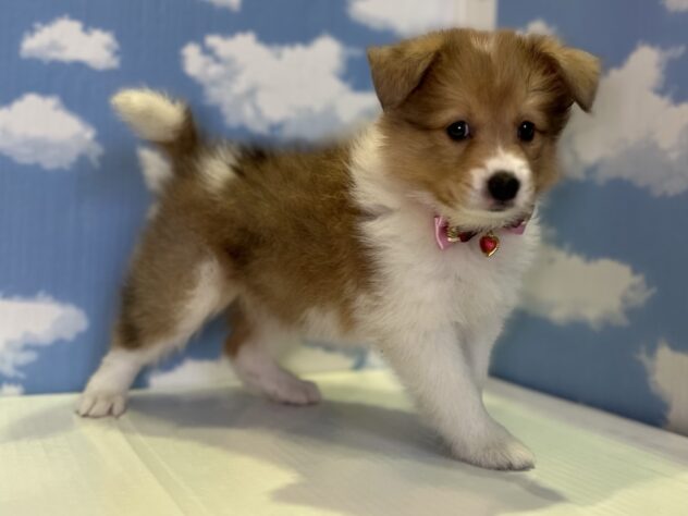 山形県のハーフ犬・ミックス犬 (アミーゴ山形北店/2026年4月26日生まれ/女の子/チョコレートマールホワイト)の子犬の3枚目の画像