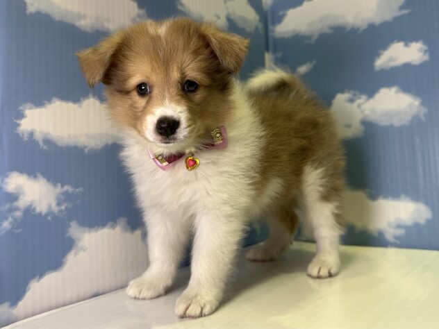 山形県のハーフ犬・ミックス犬 (アミーゴ山形北店/2026年4月26日生まれ/女の子/チョコレートマールホワイト)の子犬の2枚目の画像