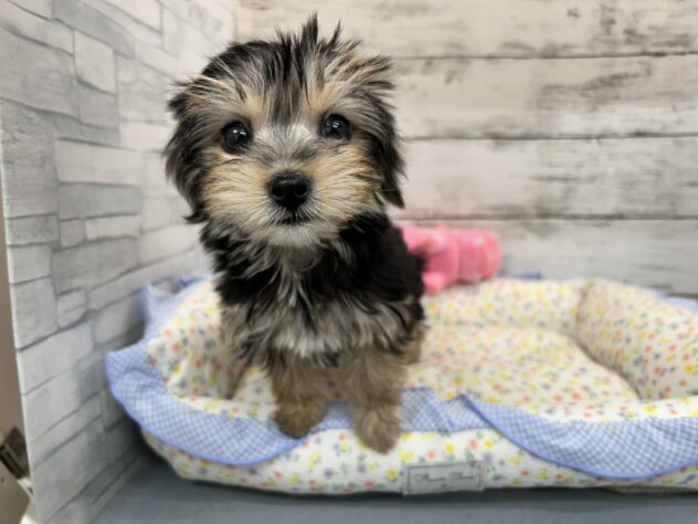 広島県のハーフ犬・ミックス犬 (アミーゴ多治米店/2026年4月20日生まれ/女の子/スチールブルークリーム)の子犬
