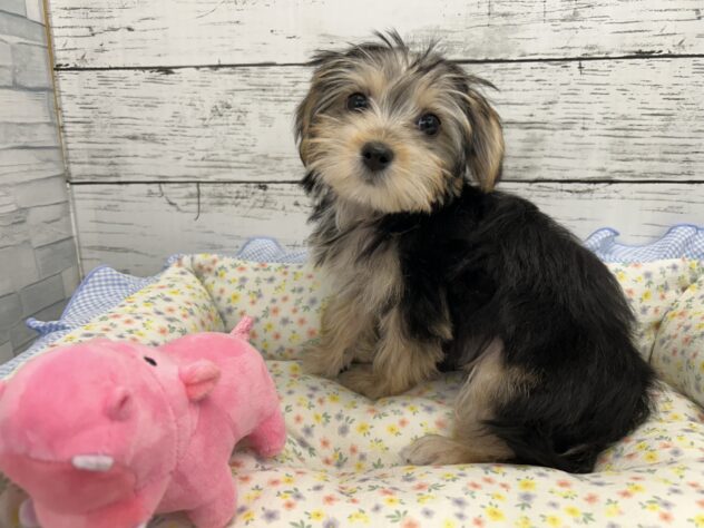 広島県のハーフ犬・ミックス犬 (アミーゴ多治米店/2026年4月20日生まれ/女の子/スチールブルークリーム)の子犬の2枚目の画像