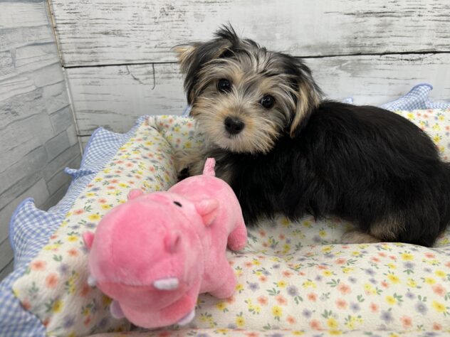 広島県のハーフ犬・ミックス犬 (アミーゴ多治米店/2026年4月20日生まれ/女の子/スチールブルークリーム)の子犬の3枚目の画像