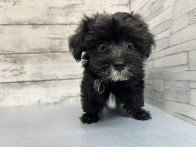 広島県のハーフ犬・ミックス犬 (アミーゴ多治米店/2026年4月4日生まれ/男の子/ブラックホワイト)の子犬