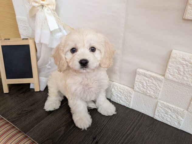 宮城県のハーフ犬・ミックス犬 (アミーゴ古川駅前店/2026年4月9日生まれ/女の子/その他色)の子犬の1枚目の画像
