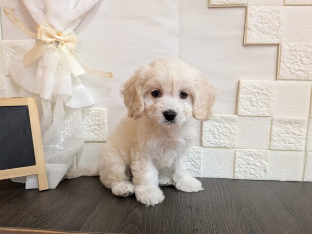 宮城県のハーフ犬・ミックス犬 (アミーゴ古川駅前店/2026年4月9日生まれ/女の子/その他色)の子犬の2枚目の画像