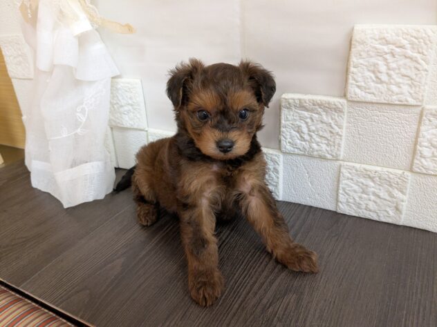 宮城県のハーフ犬・ミックス犬 (アミーゴ古川駅前店/2026年4月18日生まれ/男の子/レッド)の子犬の1枚目の画像