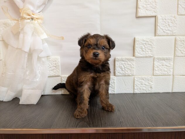 宮城県のハーフ犬・ミックス犬 (アミーゴ古川駅前店/2026年4月18日生まれ/男の子/レッド)の子犬の2枚目の画像