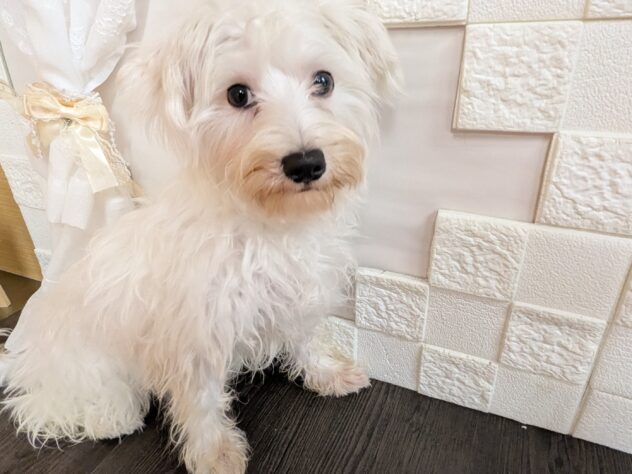 宮城県のハーフ犬・ミックス犬 (アミーゴ古川駅前店/2025年12月16日生まれ/女の子/ホワイト)の子犬の1枚目の画像