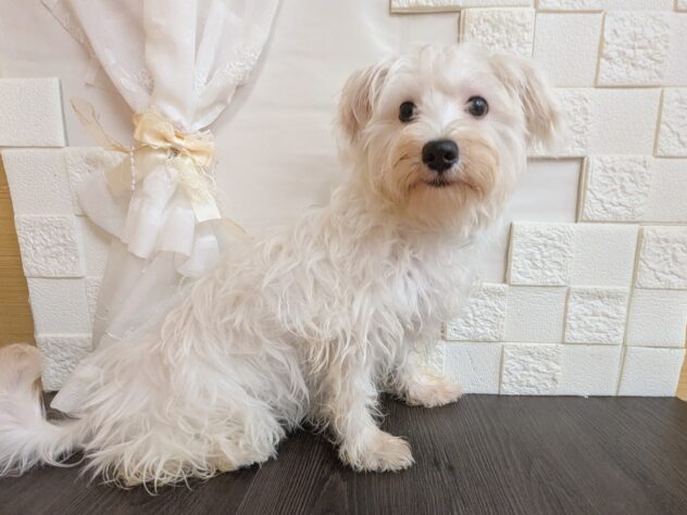 宮城県のハーフ犬・ミックス犬 (アミーゴ古川駅前店/2025年12月16日生まれ/女の子/ホワイト)の子犬の2枚目の画像