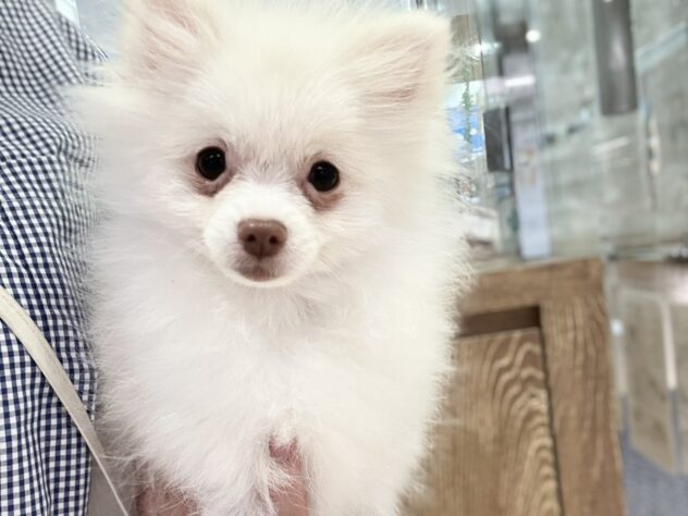 福島県のポメラニアン (アミーゴ須賀川店/2025年11月15日生まれ/男の子/クリーム)の子犬
