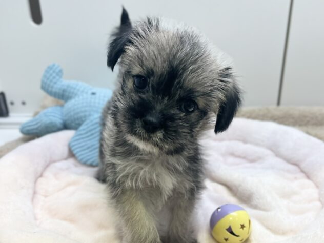 福島県のハーフ犬・ミックス犬 (アミーゴ須賀川店/2026年4月6日生まれ/女の子/ウィートン)の子犬