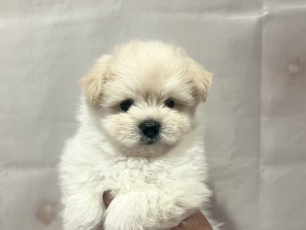 福島県のハーフ犬・ミックス犬 (アミーゴ須賀川店/2026年3月29日生まれ/男の子/ホワイト)の子犬