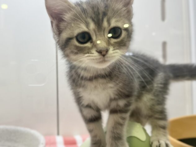 福島県のスコティッシュフォールド (アミーゴ須賀川店/2026年4月7日生まれ/男の子/ブルータビー)の子猫