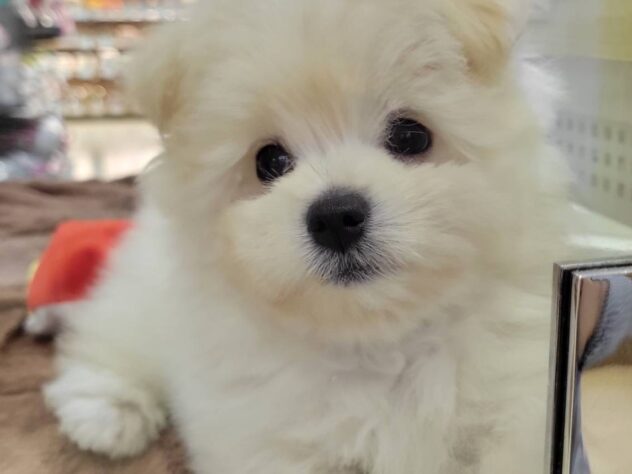 福島県のハーフ犬・ミックス犬 (アミーゴ須賀川店/2026年3月29日生まれ/男の子/ホワイト)の子犬