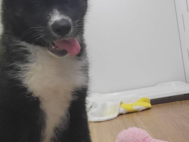 福島県の秋田犬 (アミーゴ須賀川店/2026年3月9日生まれ/男の子/黒虎)の子犬