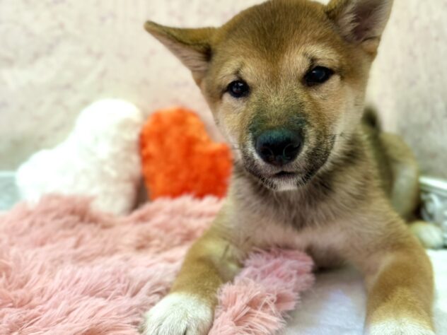 福島県の柴犬(標準サイズ) (アミーゴ本宮店/2026年3月31日生まれ/男の子/赤)の子犬