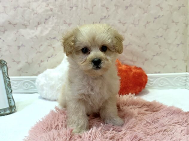 福島県のハーフ犬・ミックス犬 (アミーゴ本宮店/2026年4月20日生まれ/女の子/クリーム)の子犬