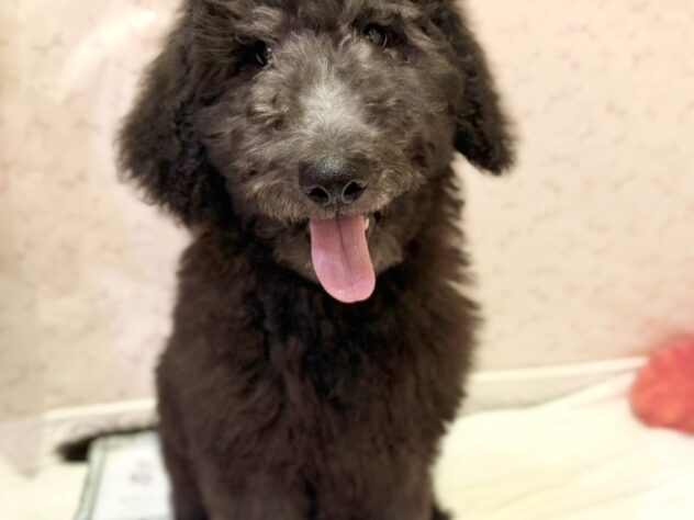 福島県のスタンダードプードル (アミーゴ本宮店/2026年3月3日生まれ/男の子/シルバー)の子犬