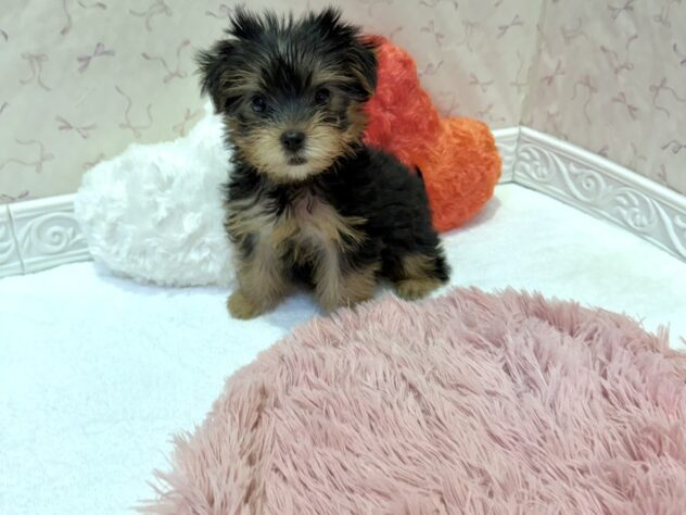 福島県のヨークシャーテリア (アミーゴ本宮店/2026年4月28日生まれ/女の子/スチールブルータン)の子犬