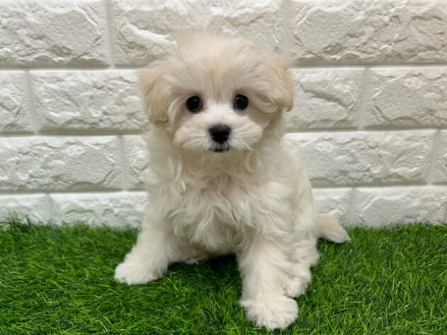 新潟県のハーフ犬・ミックス犬 (アミーゴ紫竹山店/2026年3月23日生まれ/女の子/ホワイト)の子犬の1枚目の画像